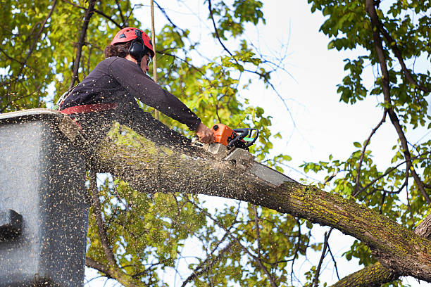 Best Seasonal Cleanup (Spring/Fall)  in Branford Center, CT